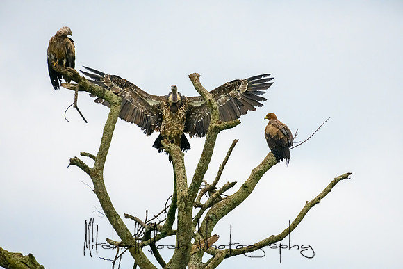 20190605_africa_4941.jpg