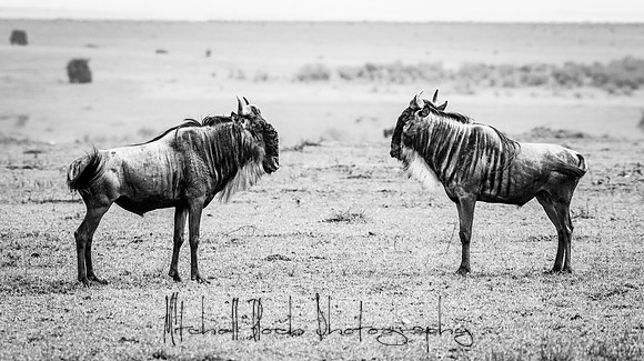 20190607_africa_7290-2.jpg
