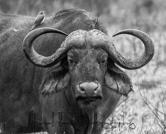 20190605_africa_4844.jpg