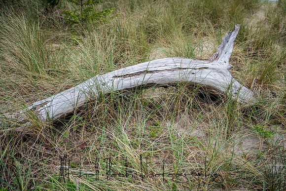 20180514_bandon_oregon_3101.jpg