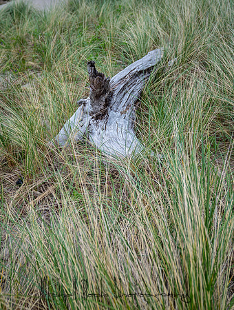 20180514_bandon_oregon_3112.jpg