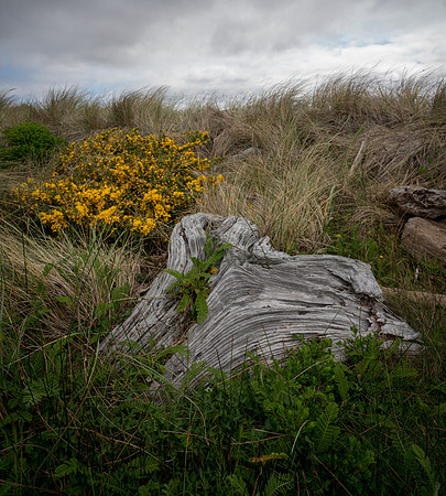 20180511_bandon_oregon_1112-Edit.jpg