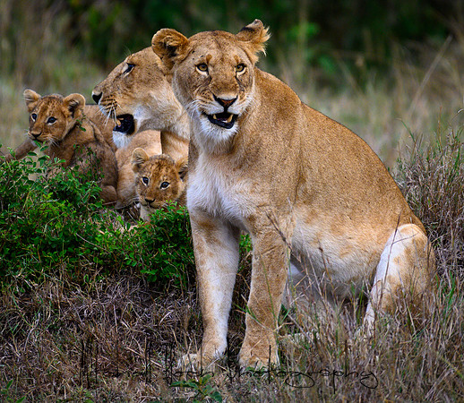 20190606_africa_6086-2.jpg