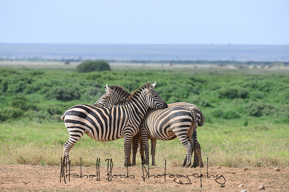 20190603_africa_3807.jpg