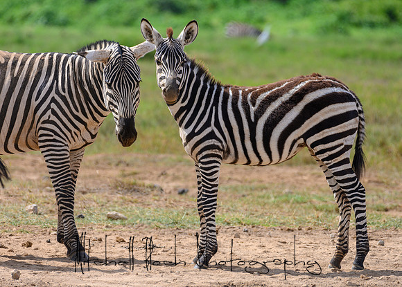 20190603_africa_3936.jpg