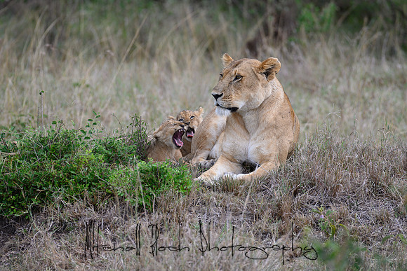 20190606_africa_5600.jpg
