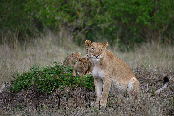 20190606_africa_6027.jpg