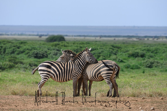 20190603_africa_3805.jpg