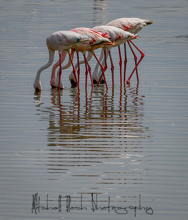 20190603_africa_2877.jpg