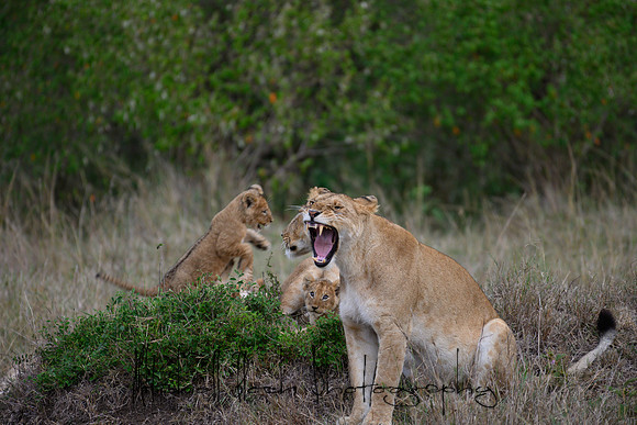 20190606_africa_6066.jpg