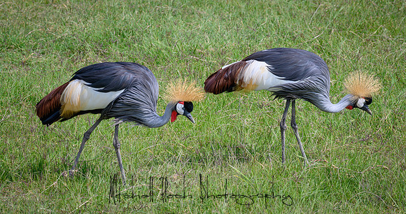20190603_africa_2709.jpg