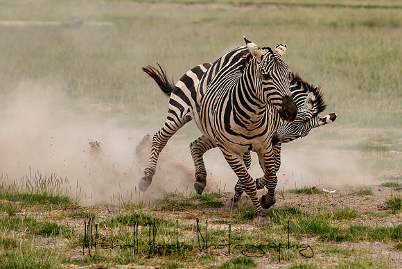 20190602_africa_1507.jpg
