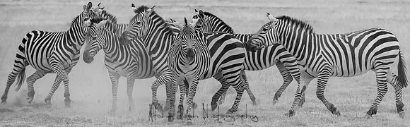 20190602_africa_1500.jpg