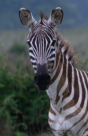 20190605_africa_4809.jpg