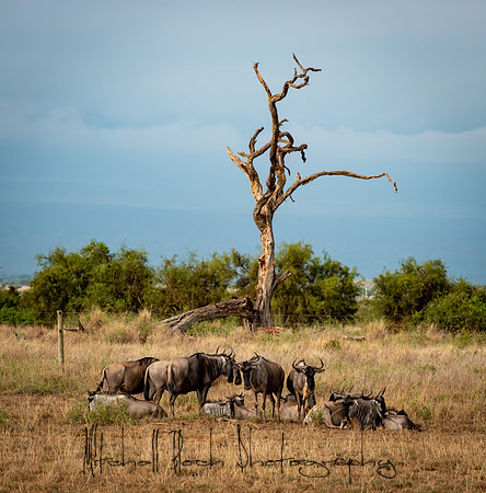 20190602_africa_1222.jpg