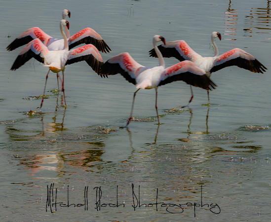 20190603_africa_2907.jpg
