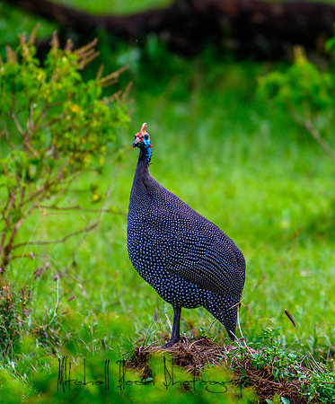 20190604_africa_4316.jpg