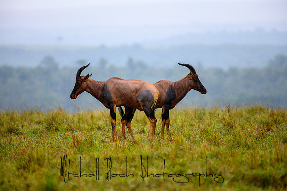 20190608_africa_8110.jpg
