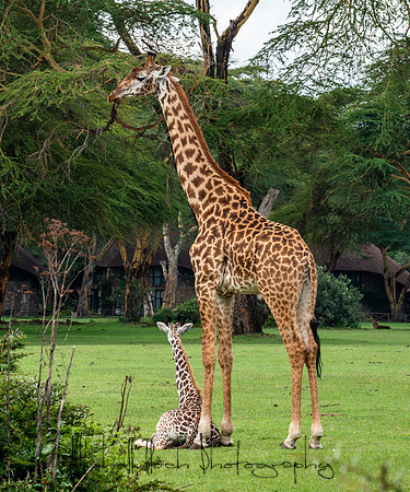 20190604_africa_4672.jpg