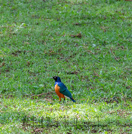 20190604_africa_4613.jpg