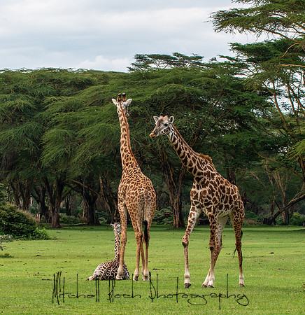 20190604_africa_4646.jpg