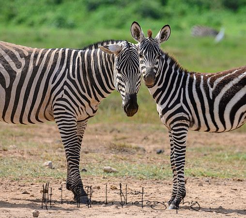 20190603_africa_3938.jpg