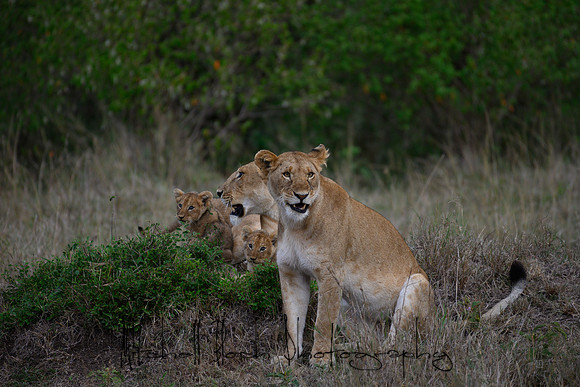20190606_africa_6086.jpg