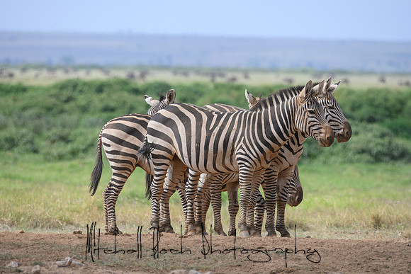20190603_africa_3961.jpg