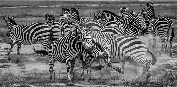 20190602_africa_1482-2.jpg