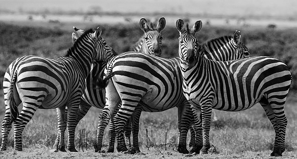 20190603_africa_3833-2.jpg
