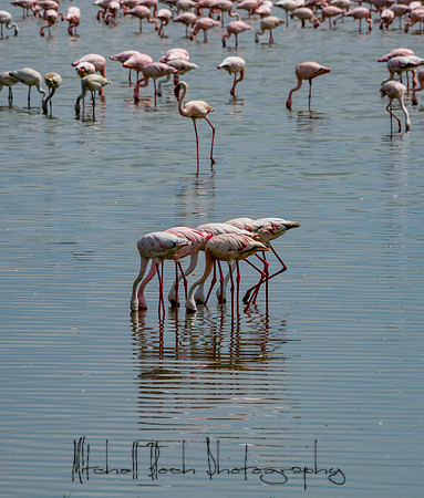 20190603_africa_2869-Edit.jpg