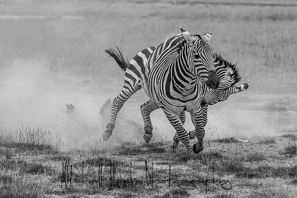 20190602_africa_1507-2.jpg