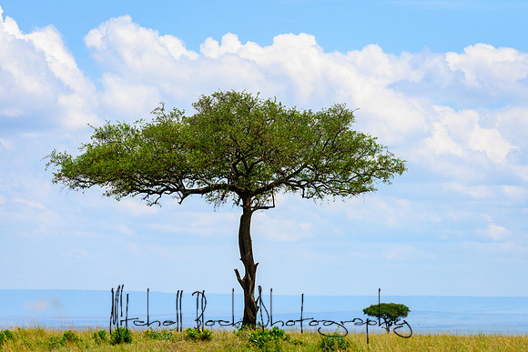 20190606_africa_5278.jpg