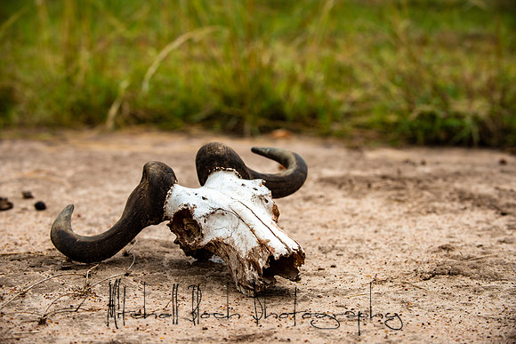 20190606_africa_6356.jpg
