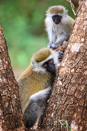 20190602_africa_0298.jpg