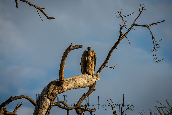 20190602_africa_0678.jpg