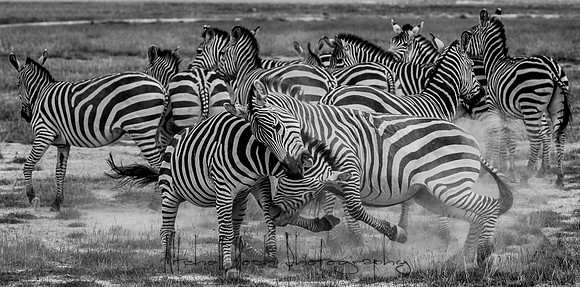 20190602_africa_1482-2.jpg