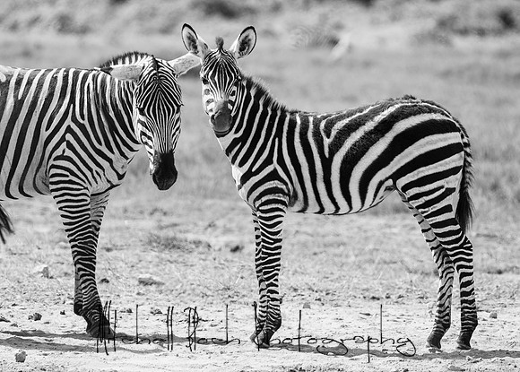 20190603_africa_3936-2.jpg