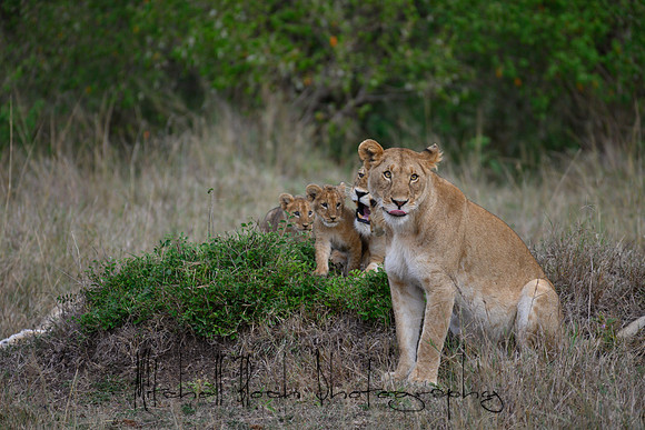 20190606_africa_6026.jpg