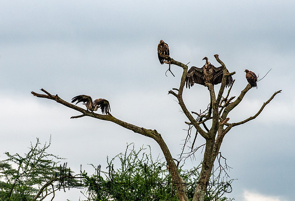 20190604_africa_4593.jpg