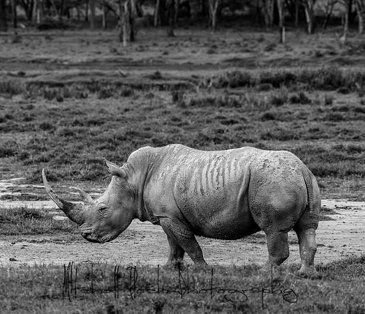 20190604_africa_4454.jpg