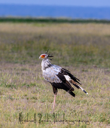 20190603_africa_3689.jpg