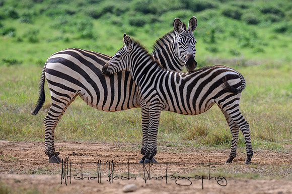 20190603_africa_3910.jpg