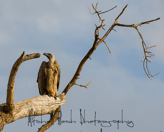 20190602_africa_0683-Edit.jpg
