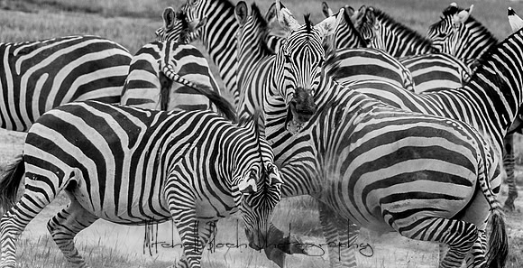 20190602_africa_1480-3.jpg