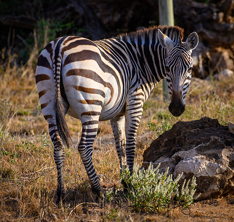 20190602_africa_0767.jpg