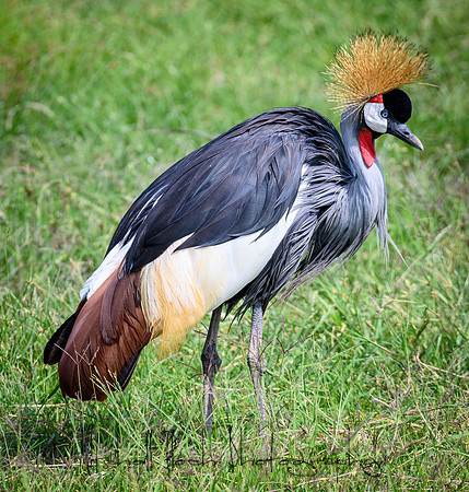 20190603_africa_2638.jpg