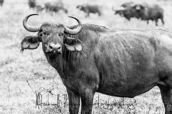 20190605_africa_4824.jpg
