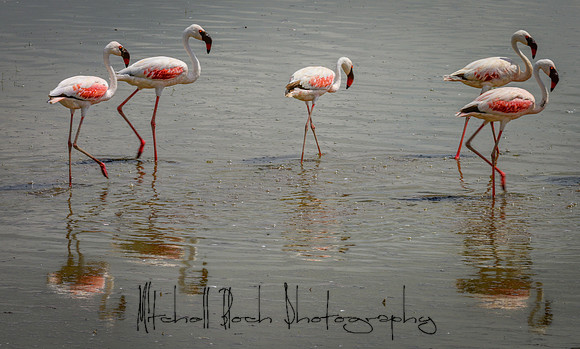 20190603_africa_2898.jpg