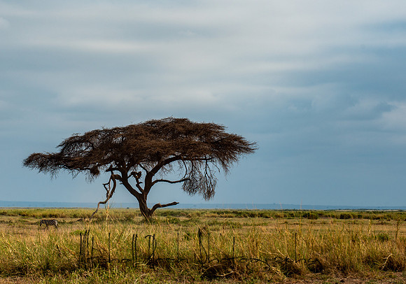 20190602_africa_1197.jpg